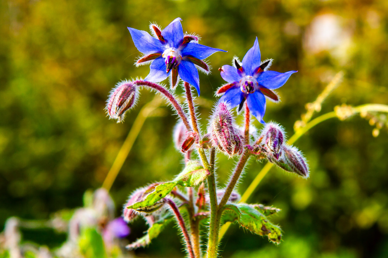 Fleur de bourrache au goût d’huître.