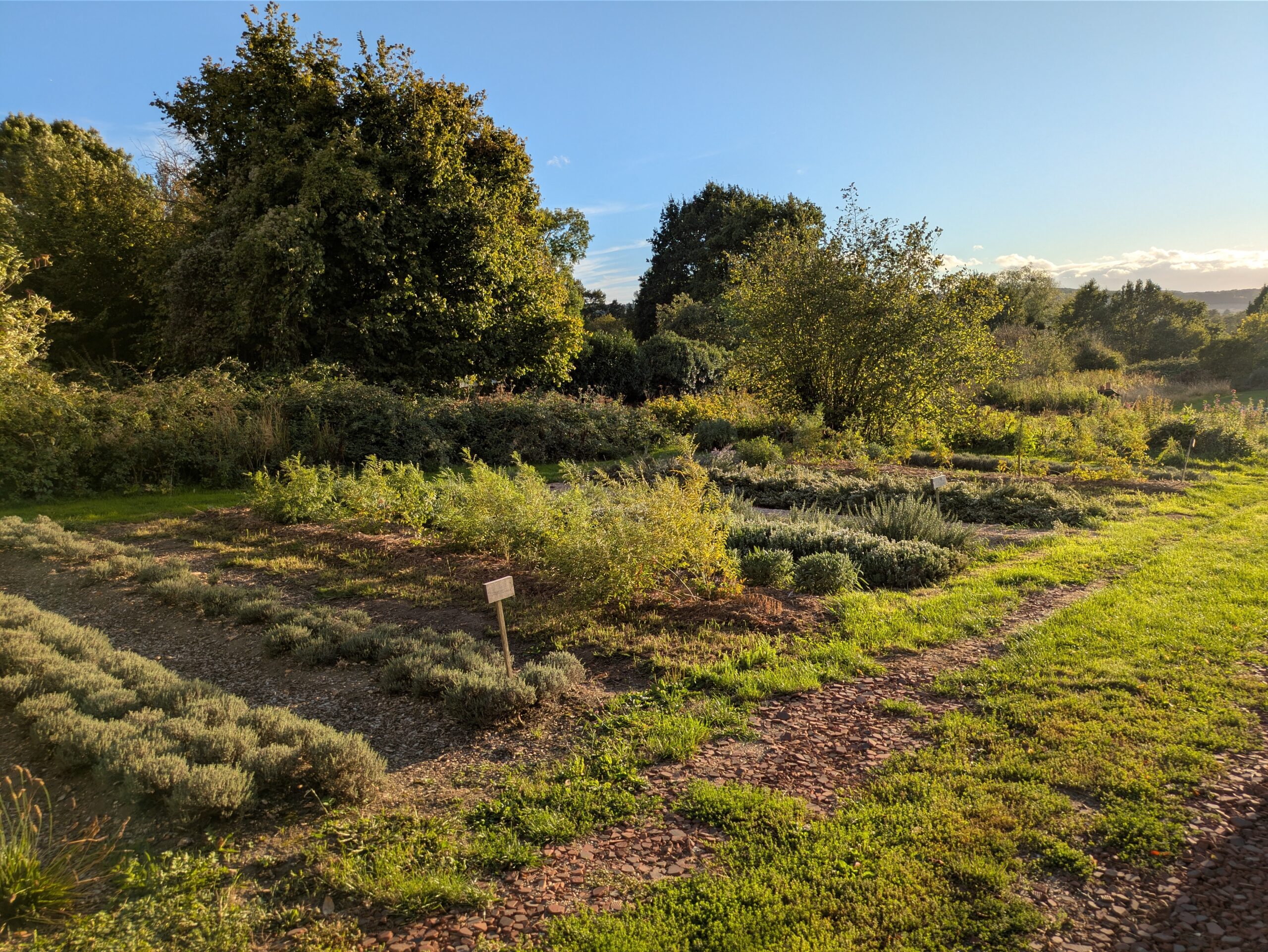 La parcelle des plantes méditéranéennes